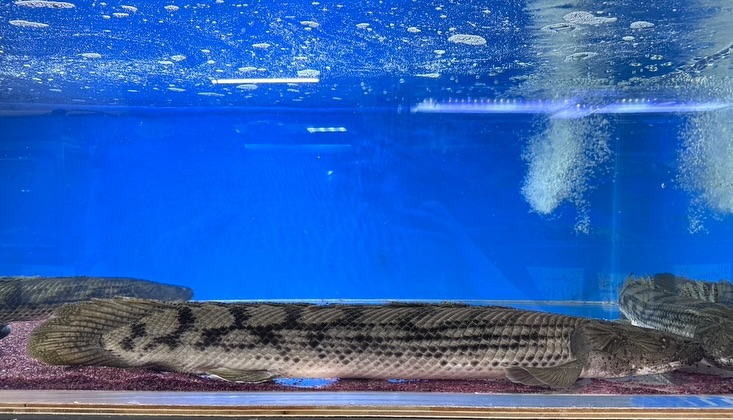 aquastyleg.base.shop/items/107...