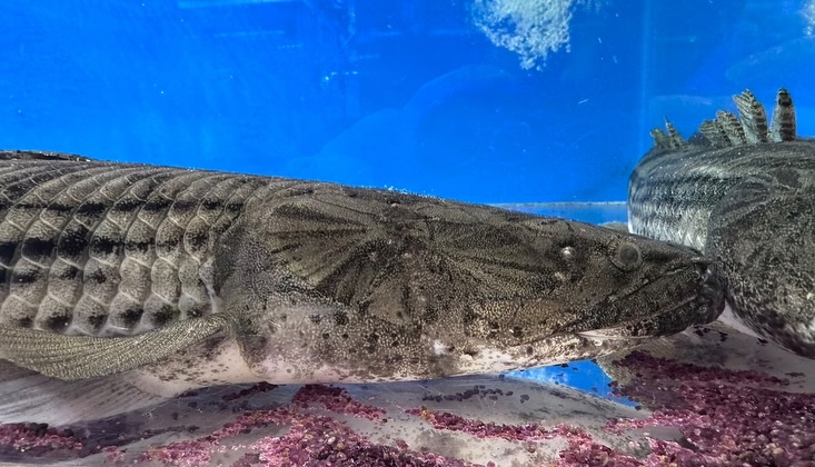 aquastyleg.base.shop/items/107...