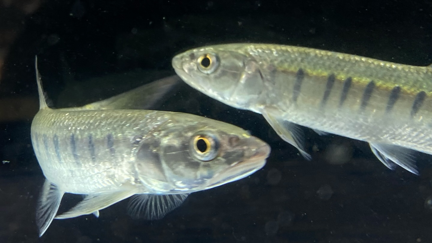 朝からバッタバタしております🦗が