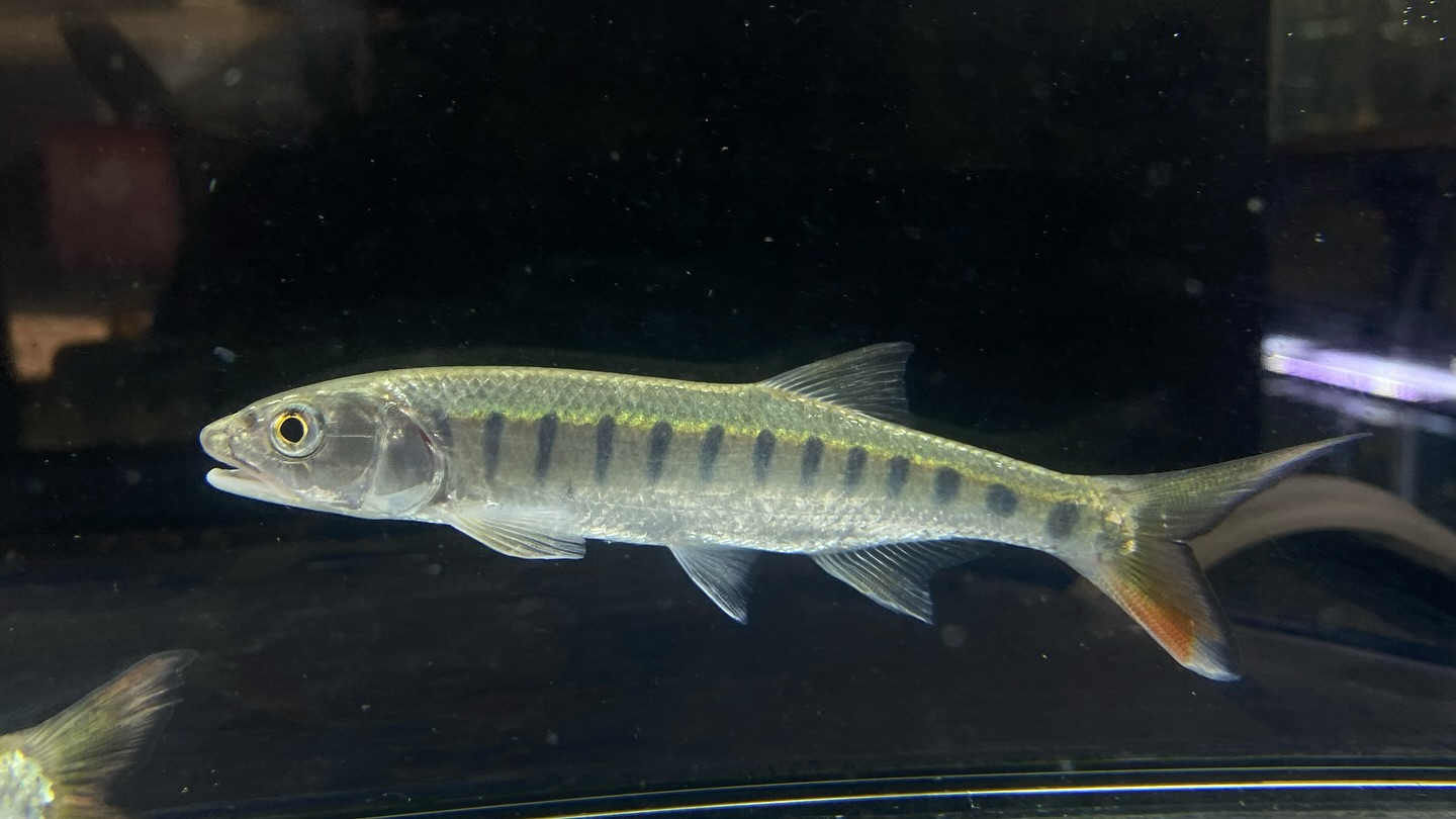 朝からバッタバタしております🦗が