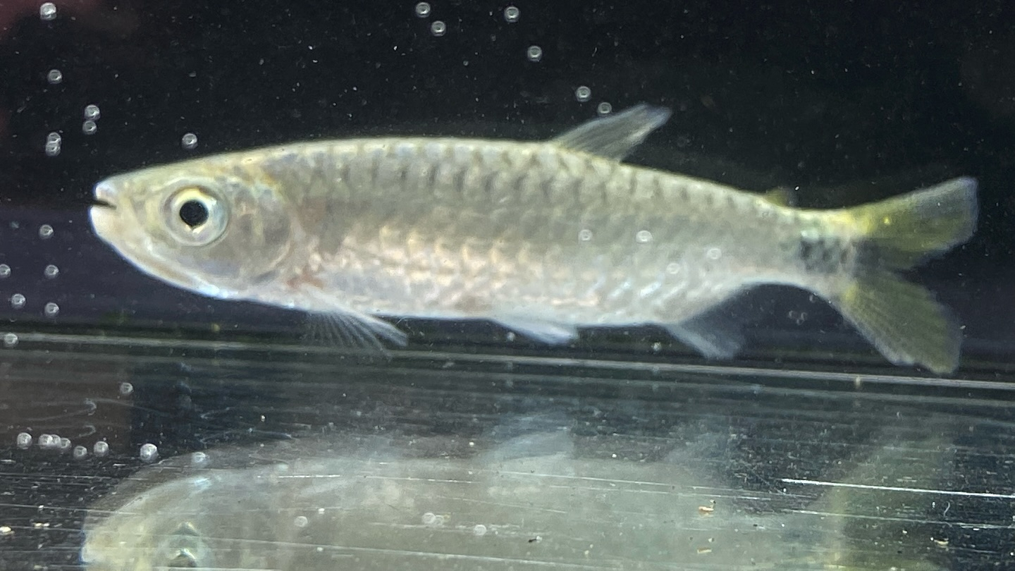 ブリキヌス マクロレピドータス