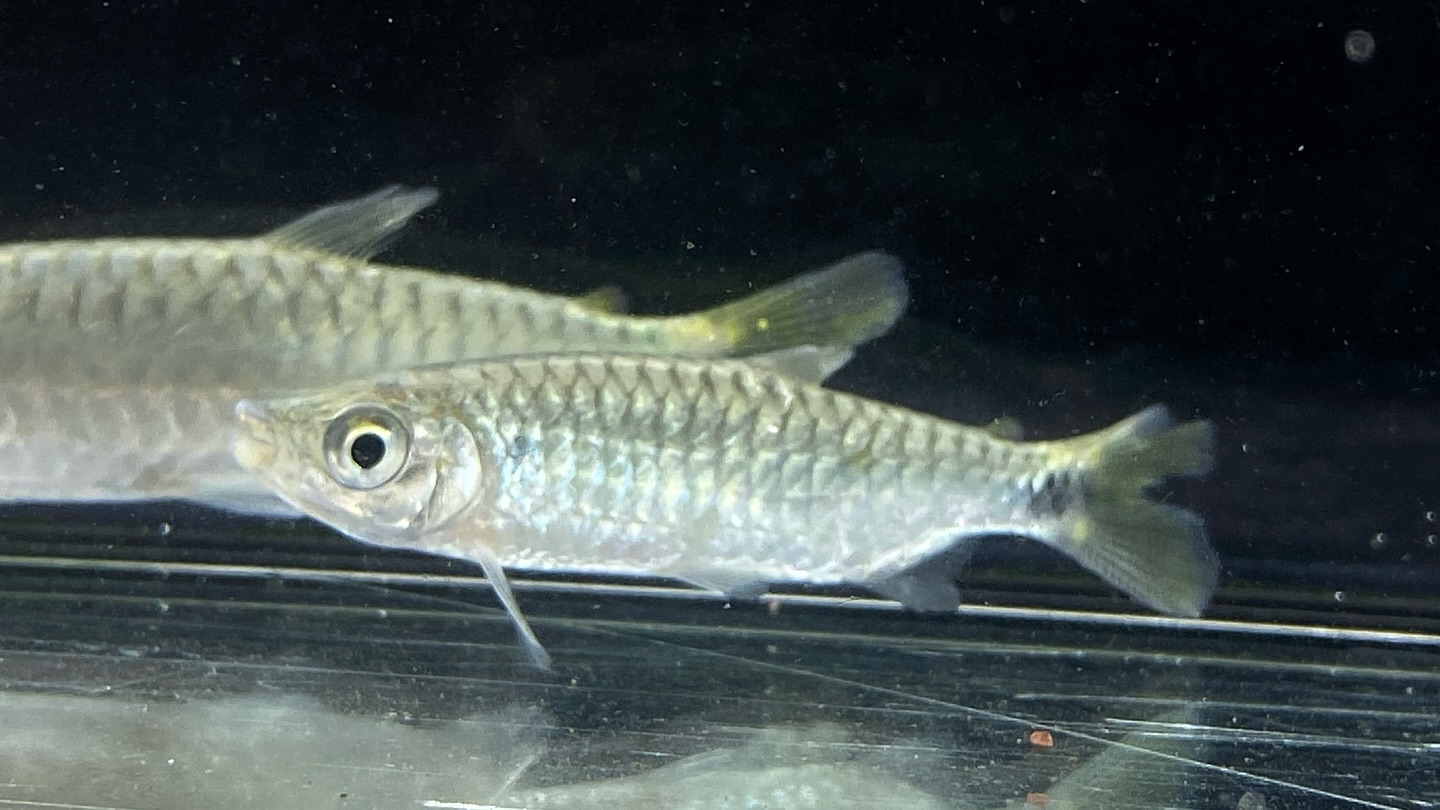 ブリキヌス マクロレピドータス