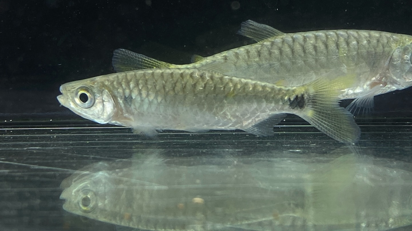 ブリキヌス マクロレピドータス