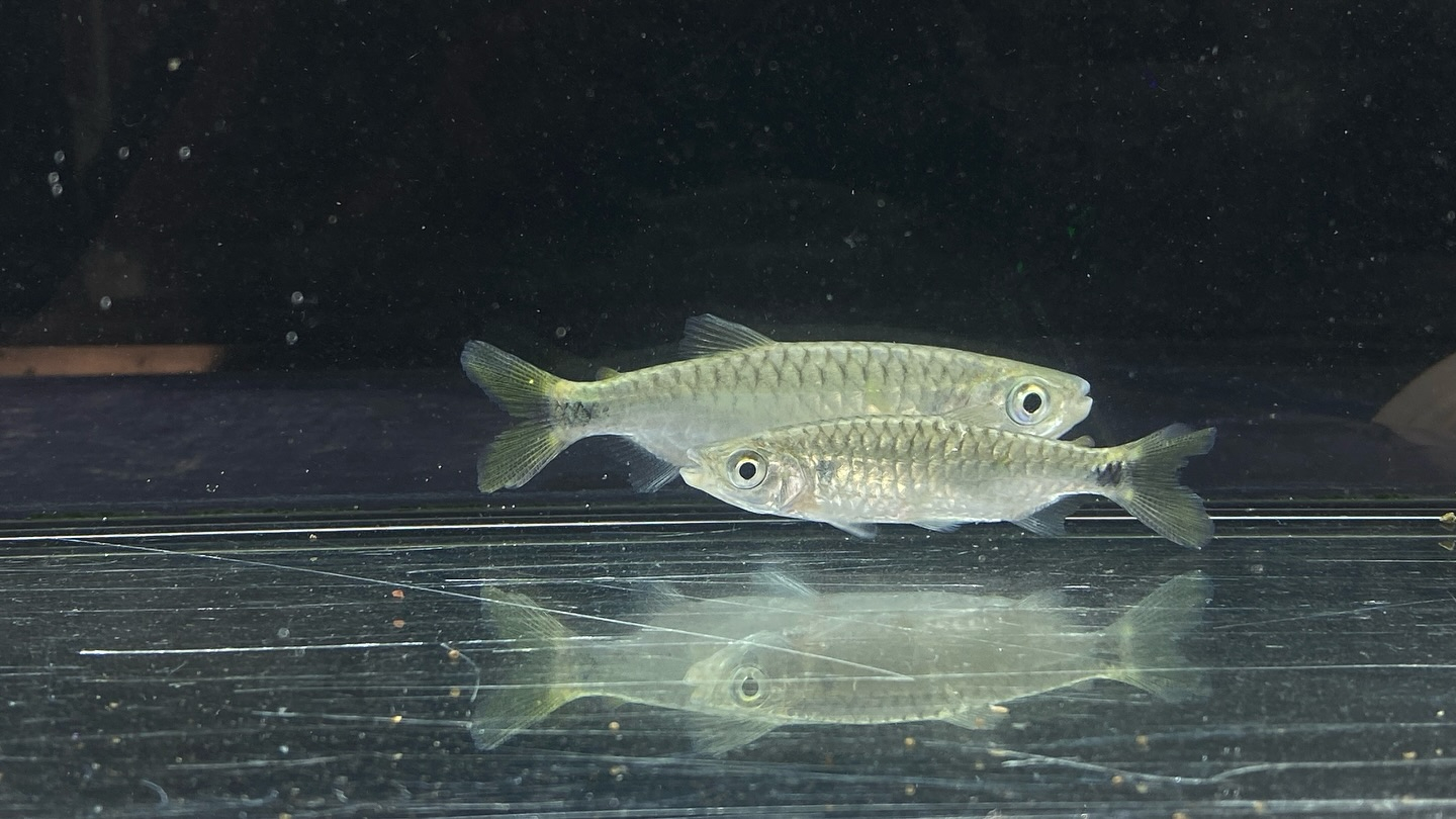 ブリキヌス マクロレピドータス