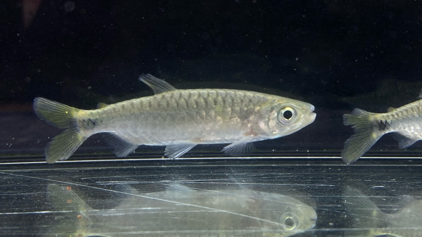 ブリキヌス マクロレピドータス