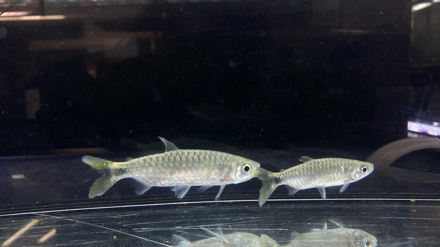 ブリキヌス マクロレピドータス