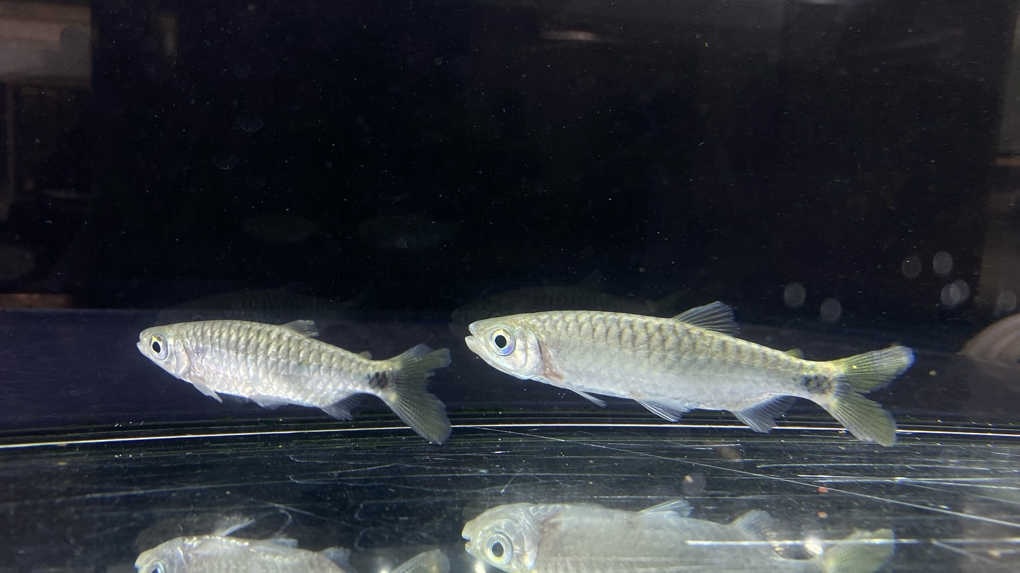 ブリキヌス マクロレピドータス