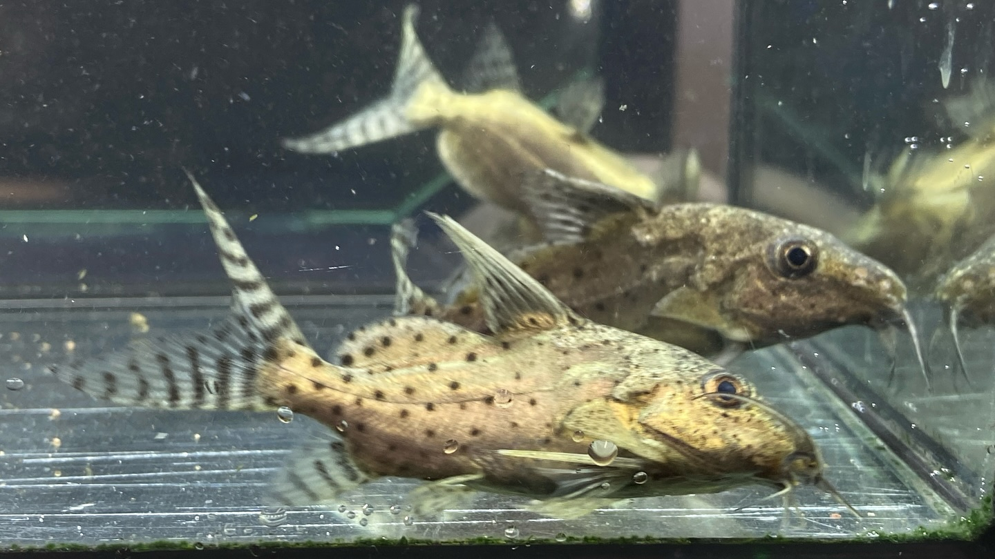 #ブラキシノドンティスバテンソーダ 