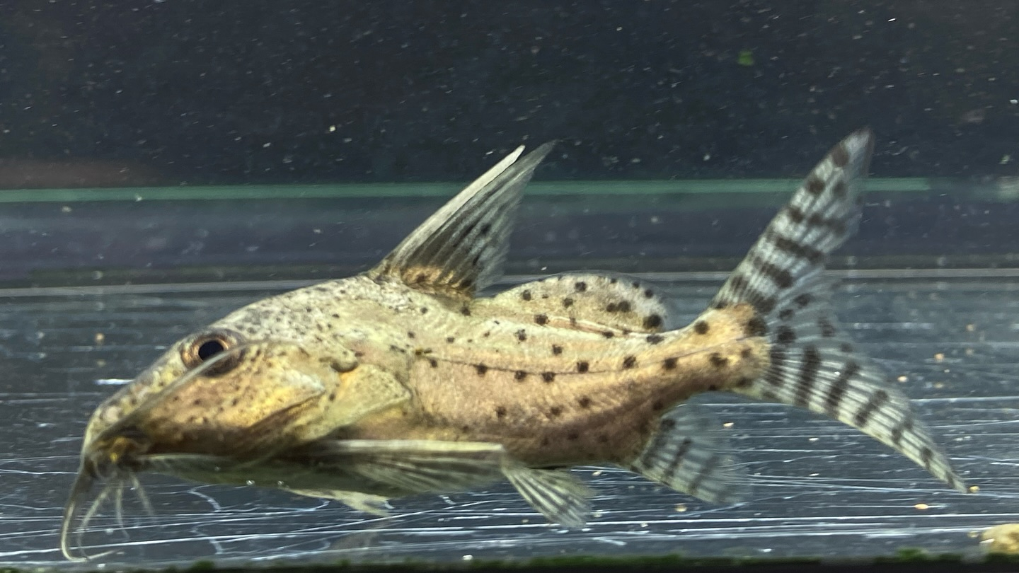 #ブラキシノドンティスバテンソーダ 