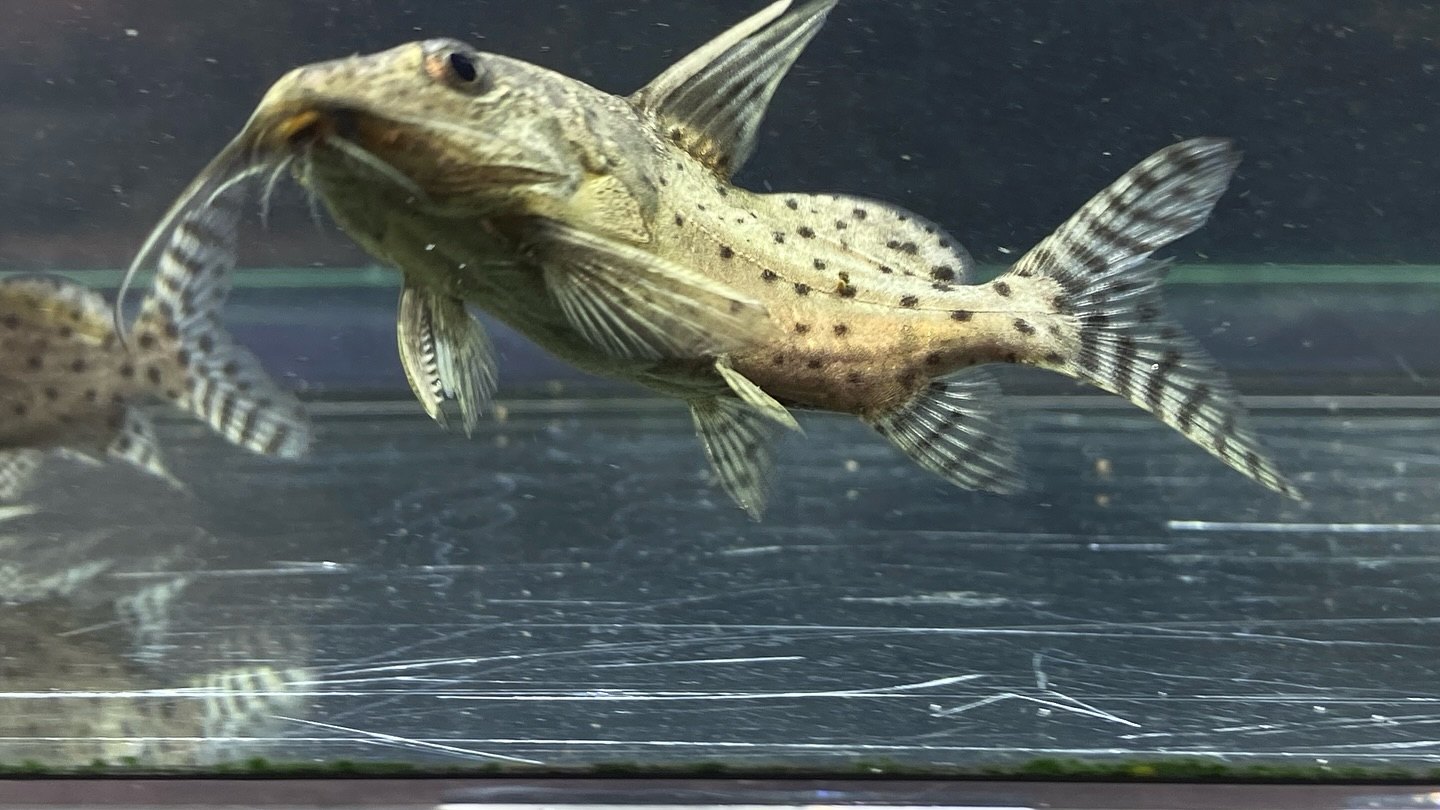 #ブラキシノドンティスバテンソーダ 