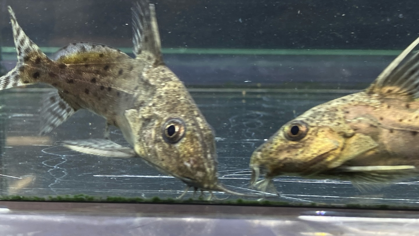 #ブラキシノドンティスバテンソーダ 