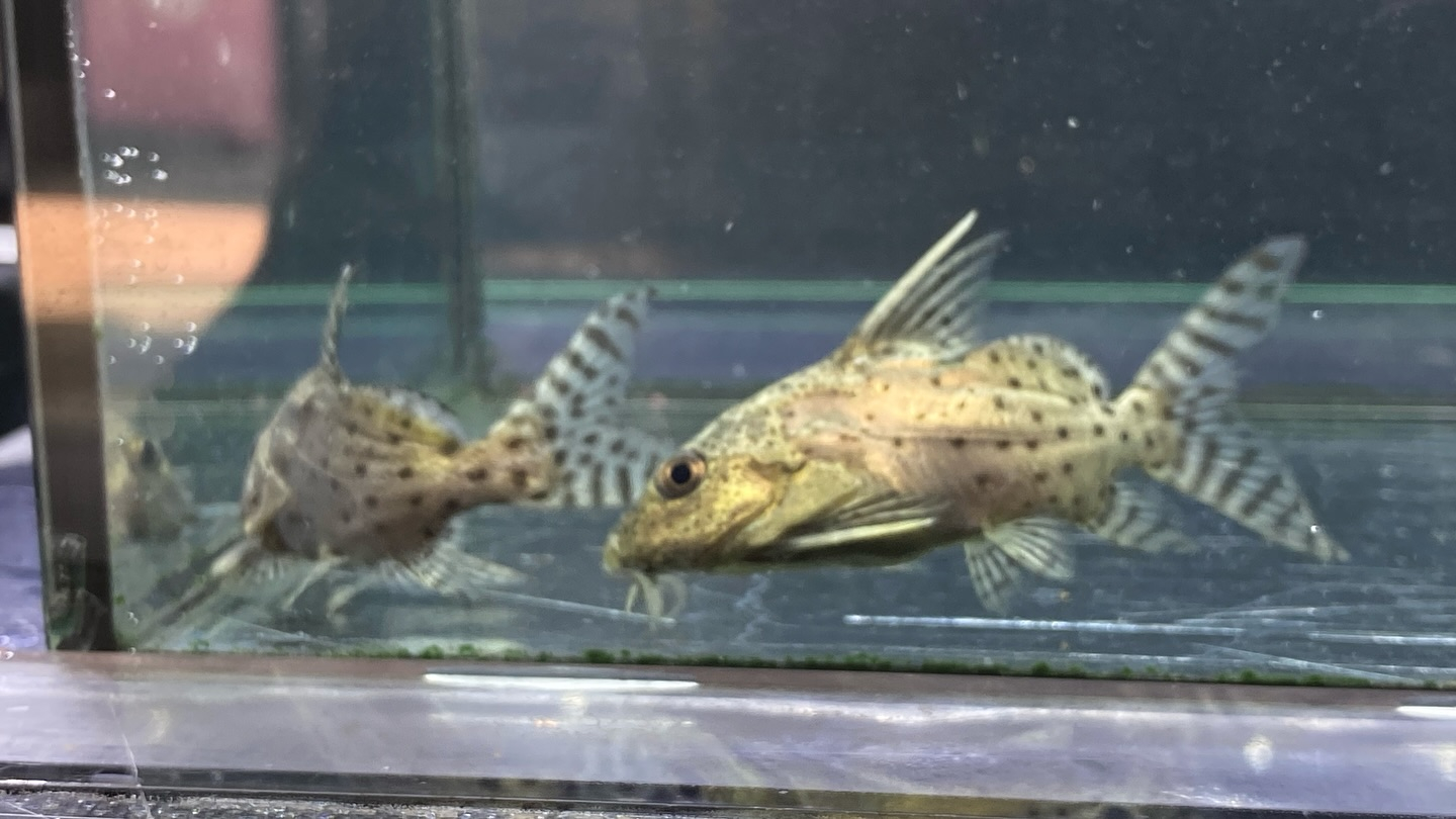 #ブラキシノドンティスバテンソーダ 