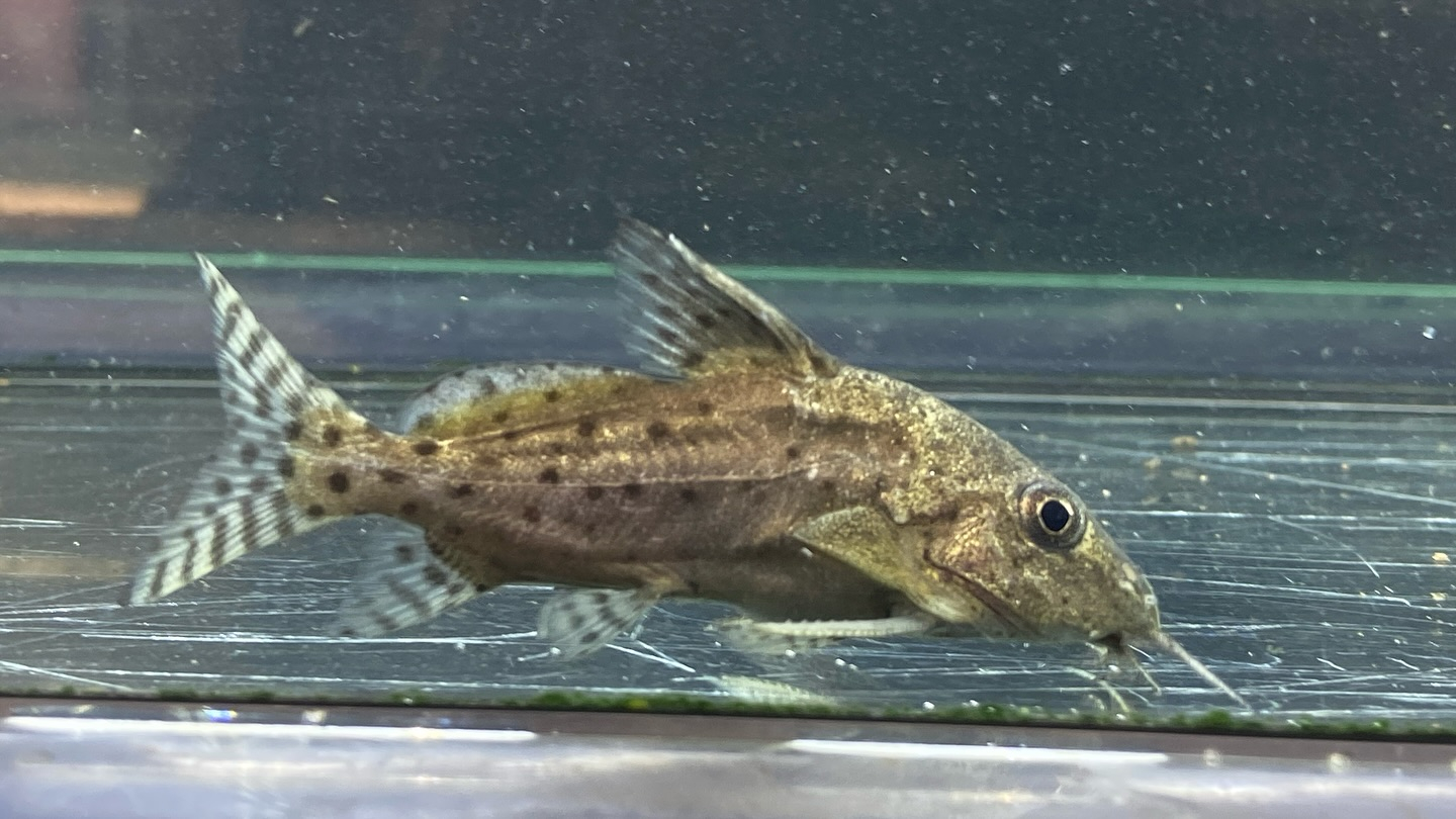 #ブラキシノドンティスバテンソーダ 