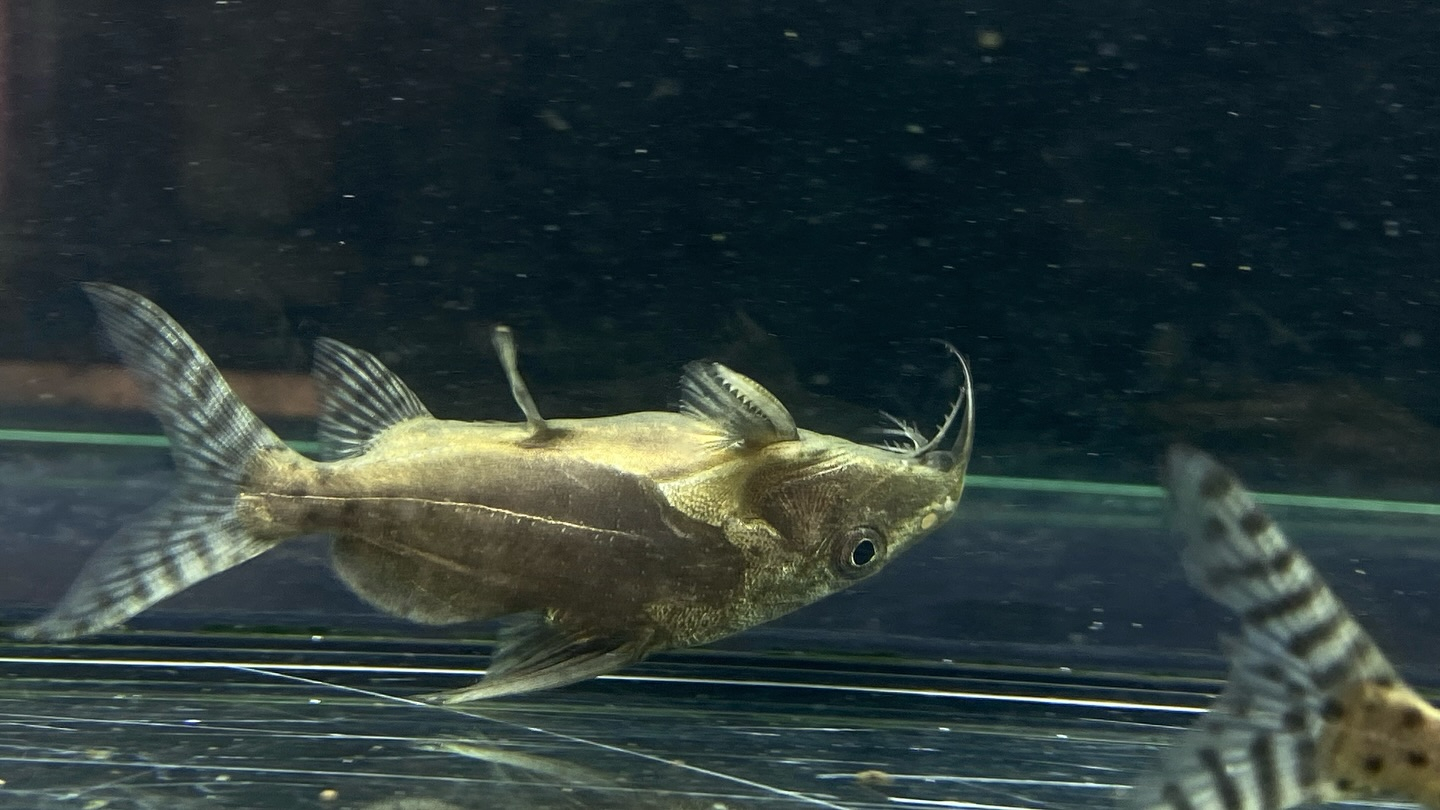 #ブラキシノドンティスバテンソーダ 