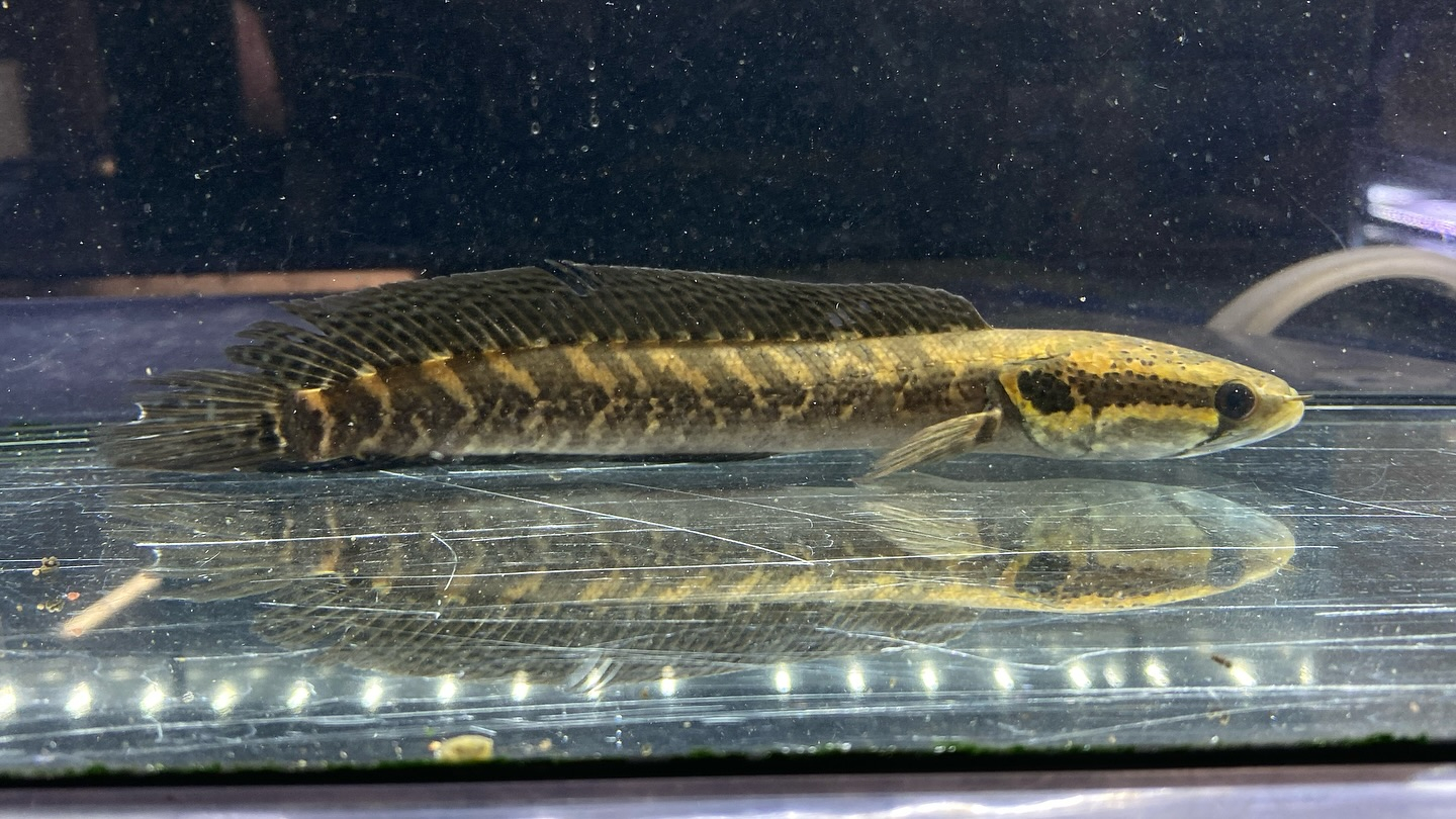 アフリカンシェブロンスネークヘッド