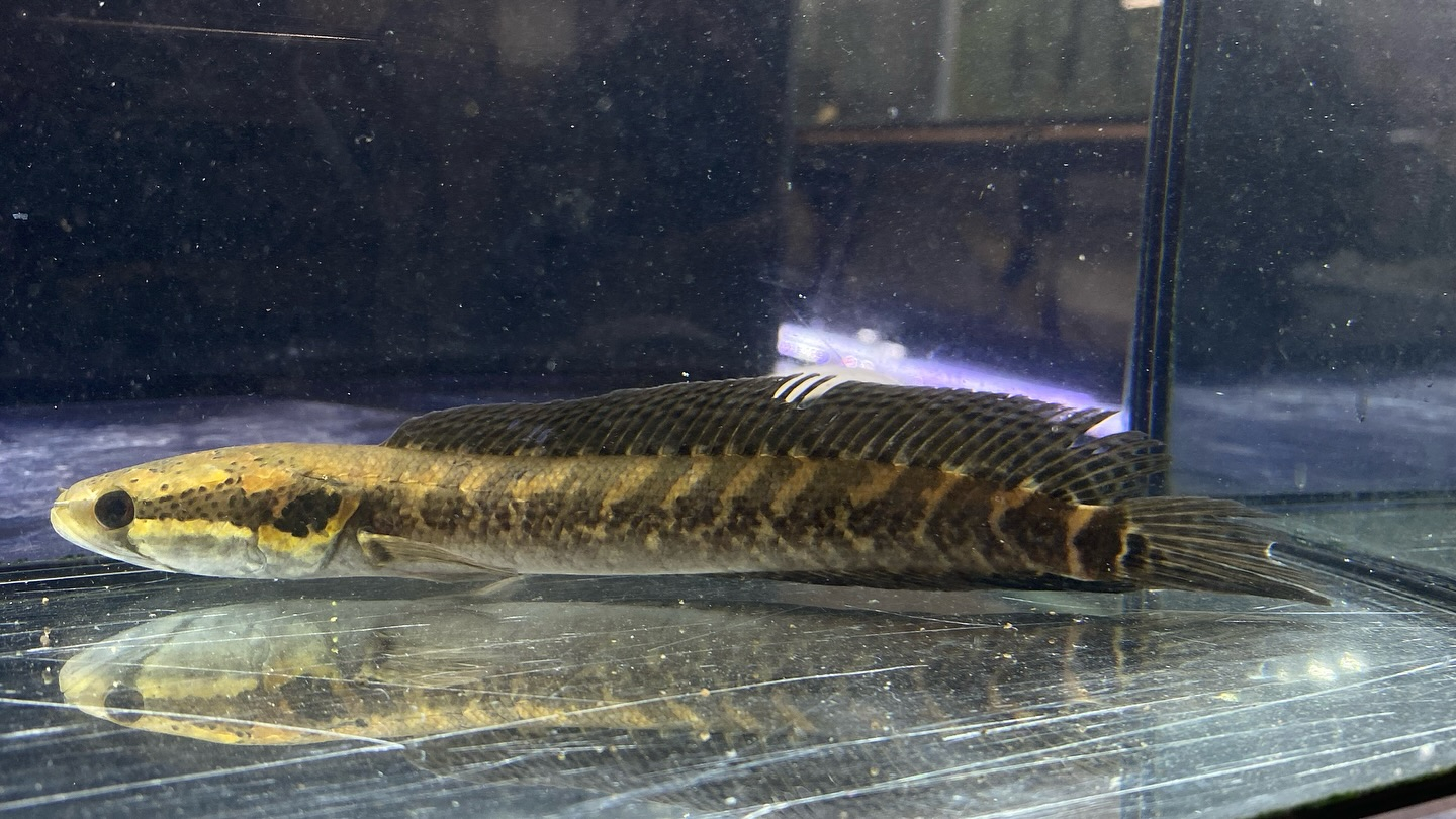 アフリカンシェブロンスネークヘッド