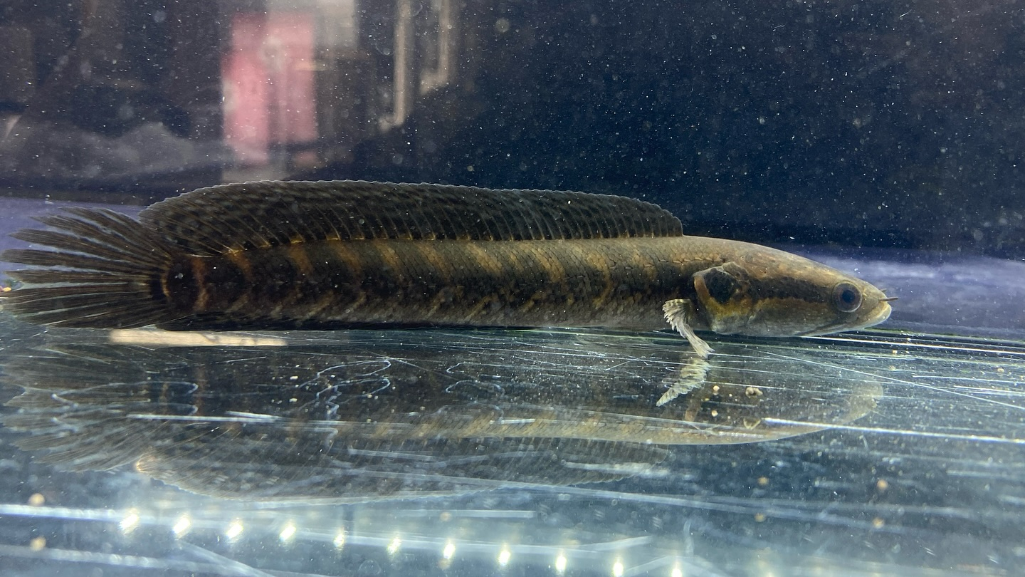 アフリカンシェブロンスネークヘッド