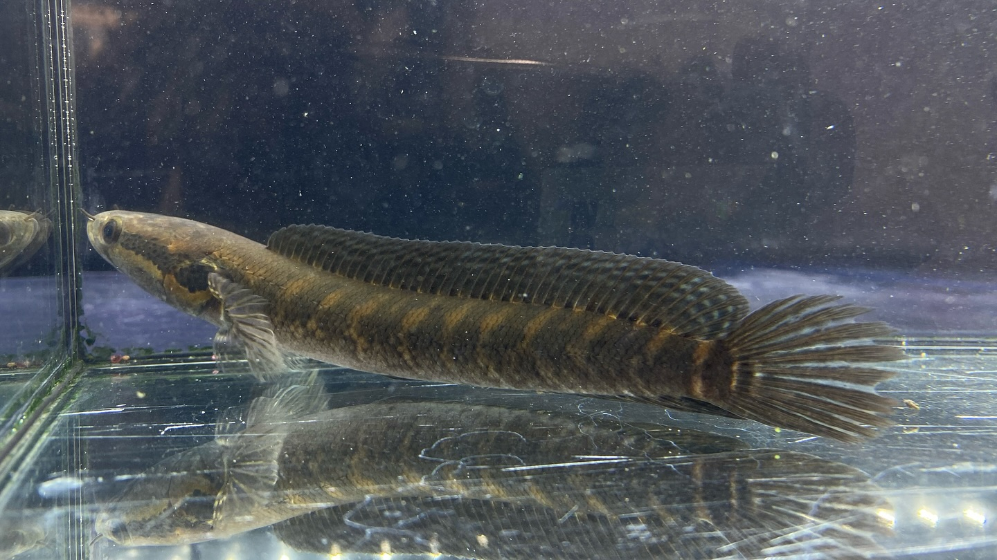 アフリカンシェブロンスネークヘッド