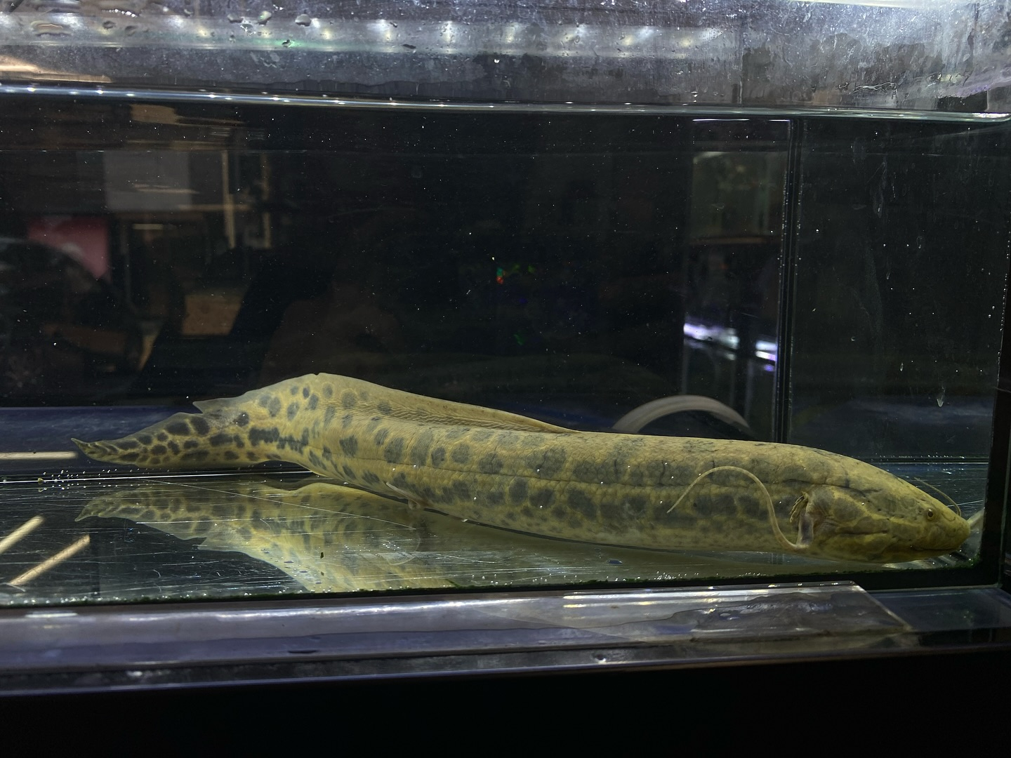 プロトプテルス アネクテンス