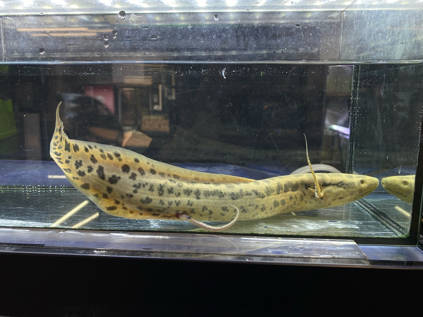 プロトプテルス アネクテンス