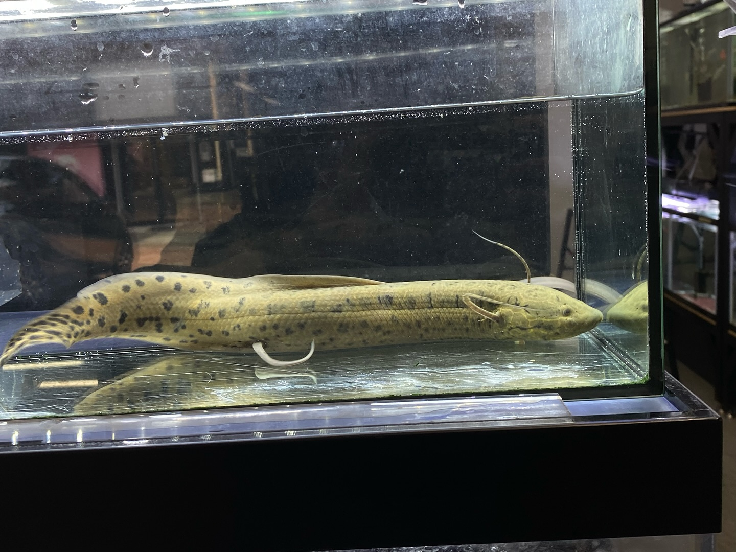 プロトプテルス アネクテンス