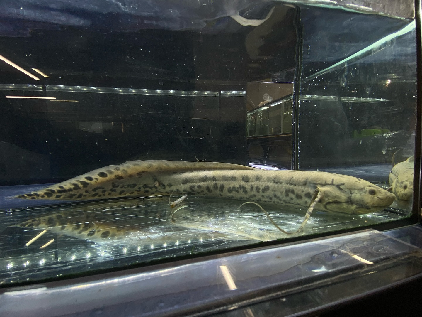 プロトプテルス アネクテンス