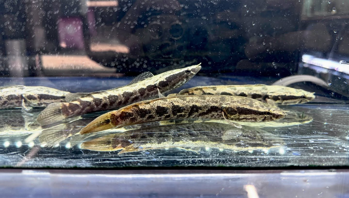 アフリカンスネークヘッド