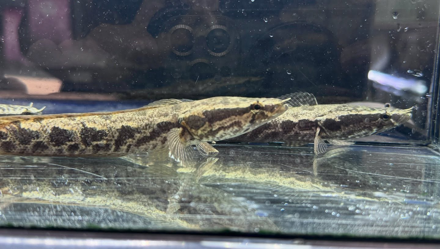 アフリカンスネークヘッド