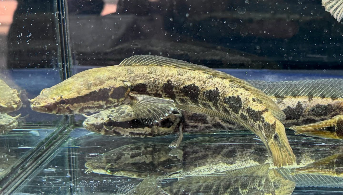 アフリカンスネークヘッド