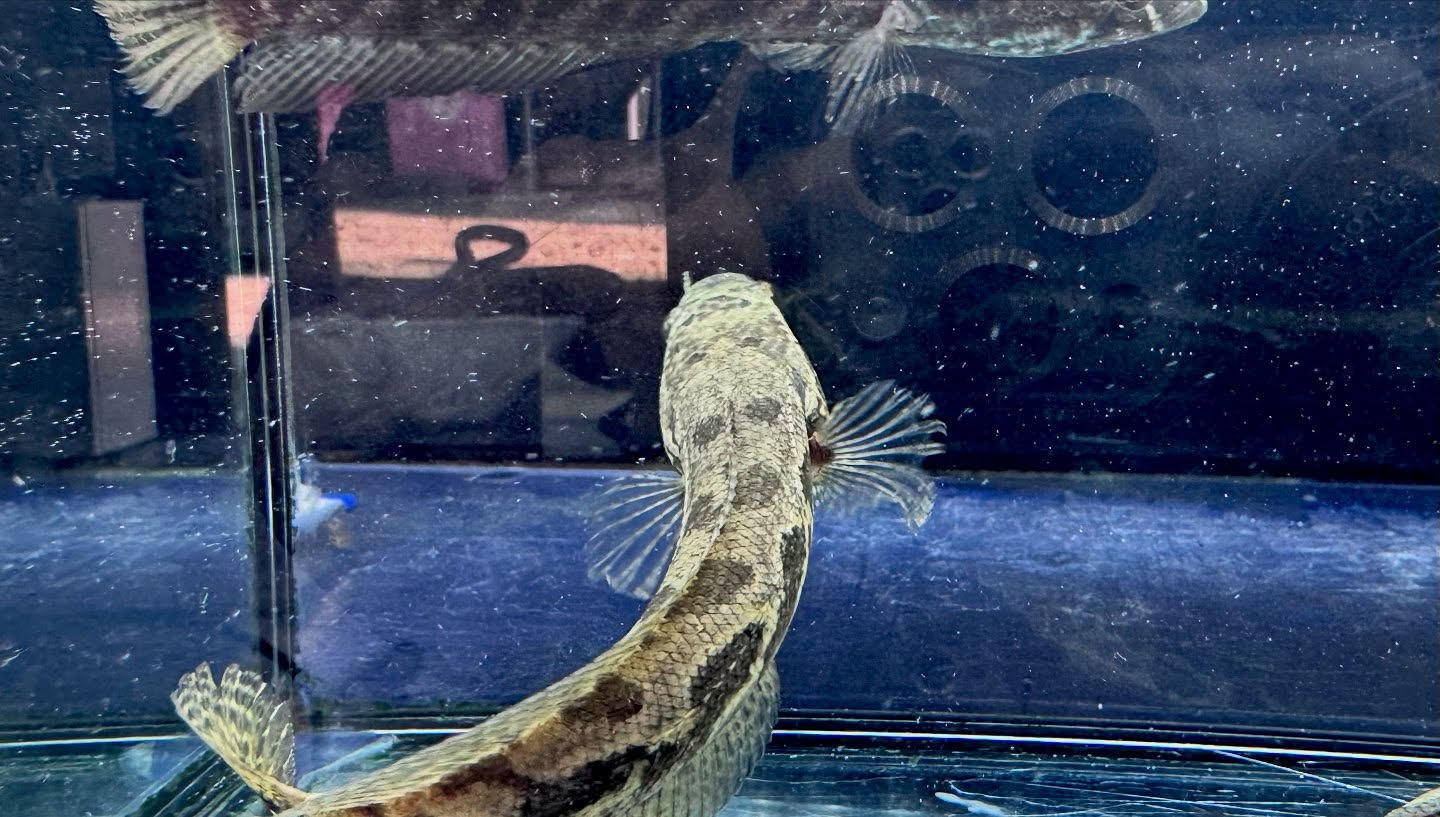 アフリカンスネークヘッド