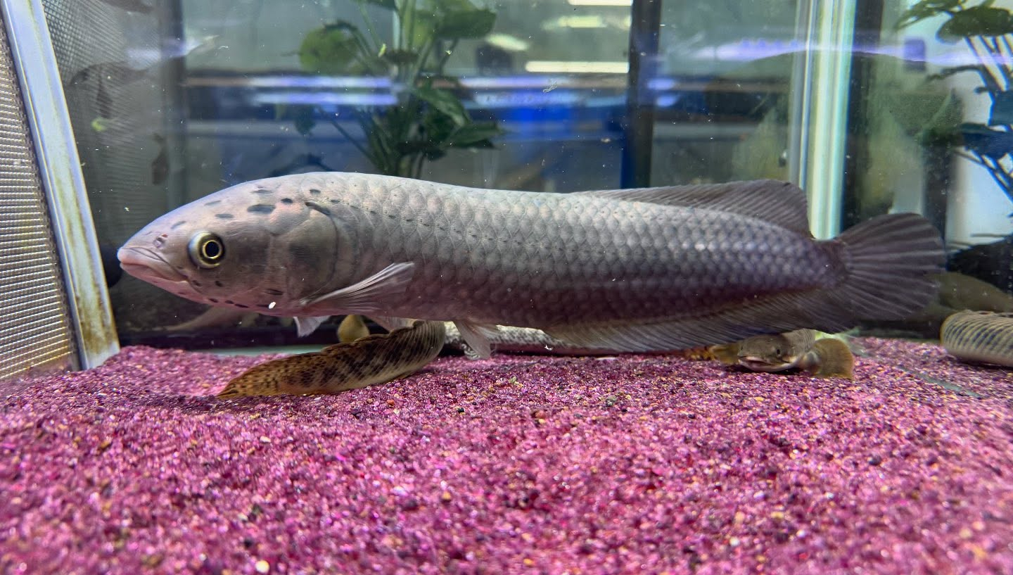 ヘテロティス ナイジェリア産