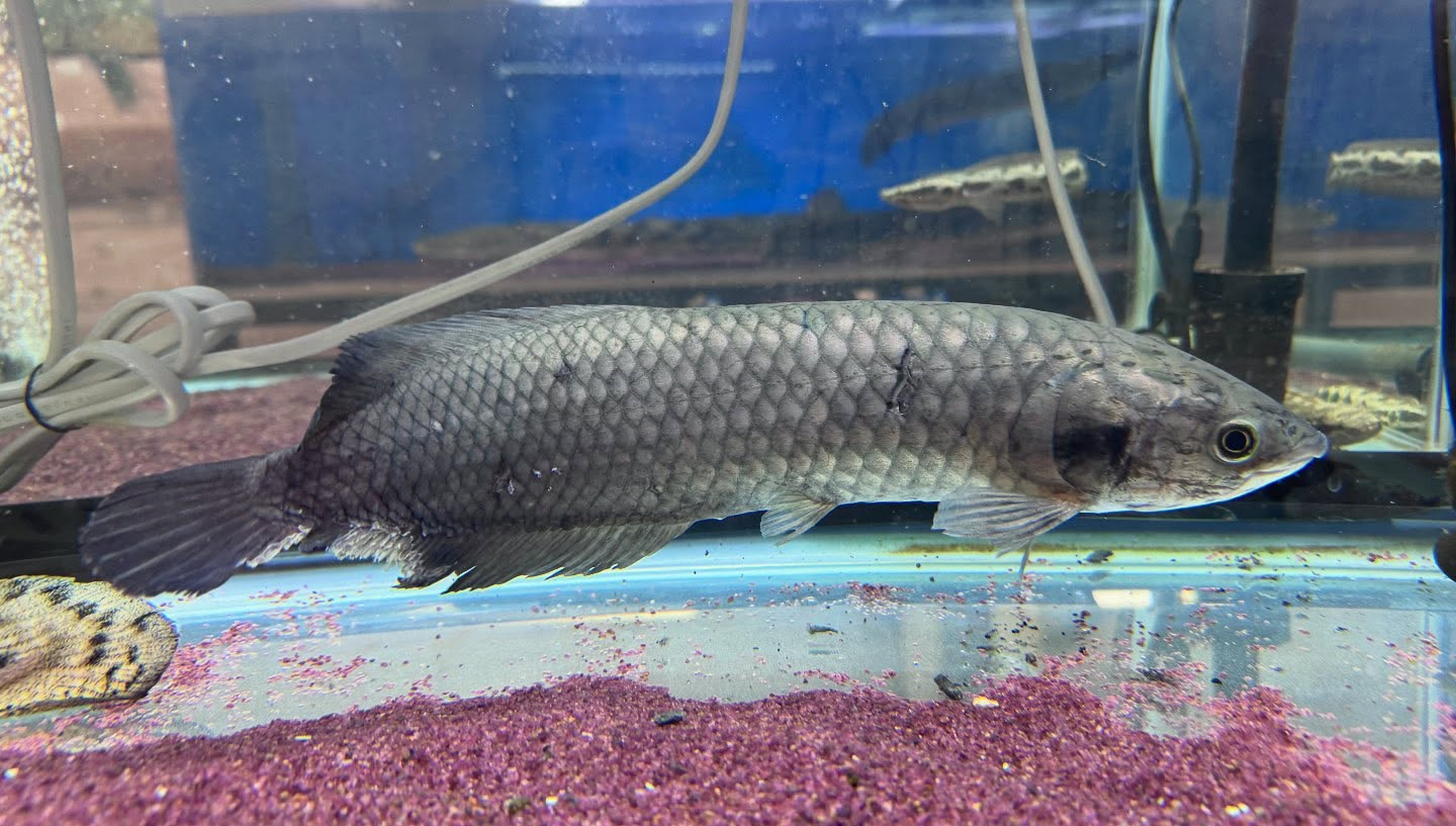 ヘテロティス ナイジェリア産