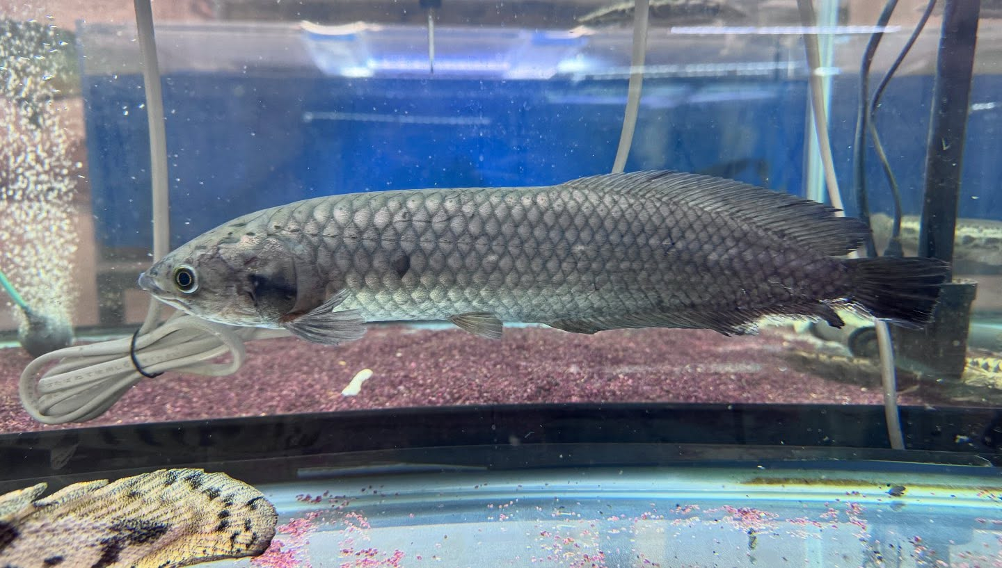 ヘテロティス ナイジェリア産