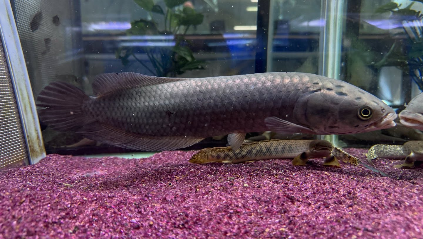 ヘテロティス ナイジェリア産