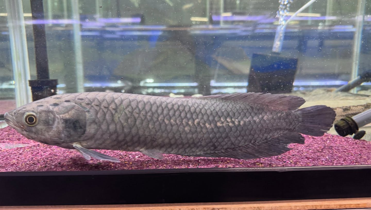 ヘテロティス ナイジェリア産