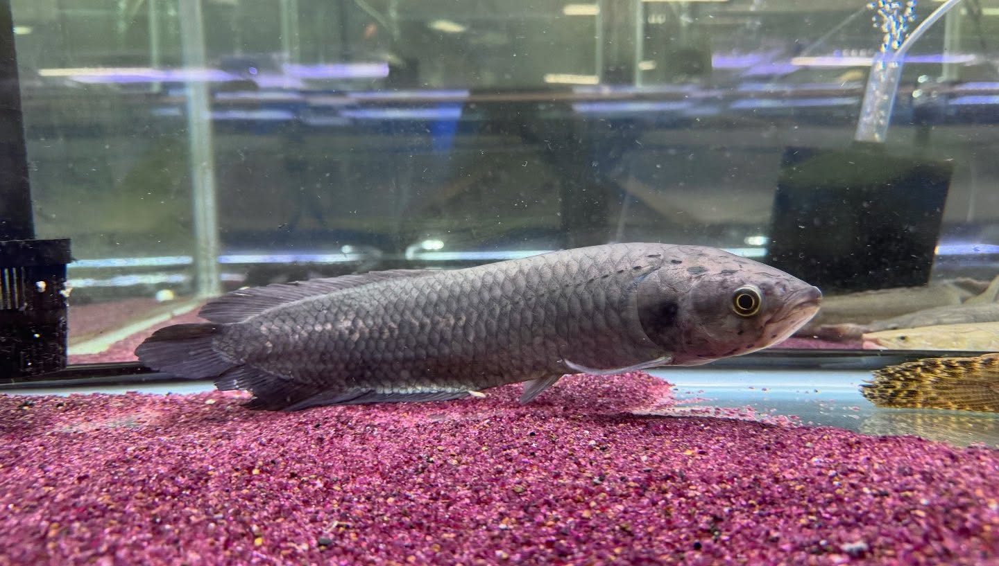 ヘテロティス ナイジェリア産