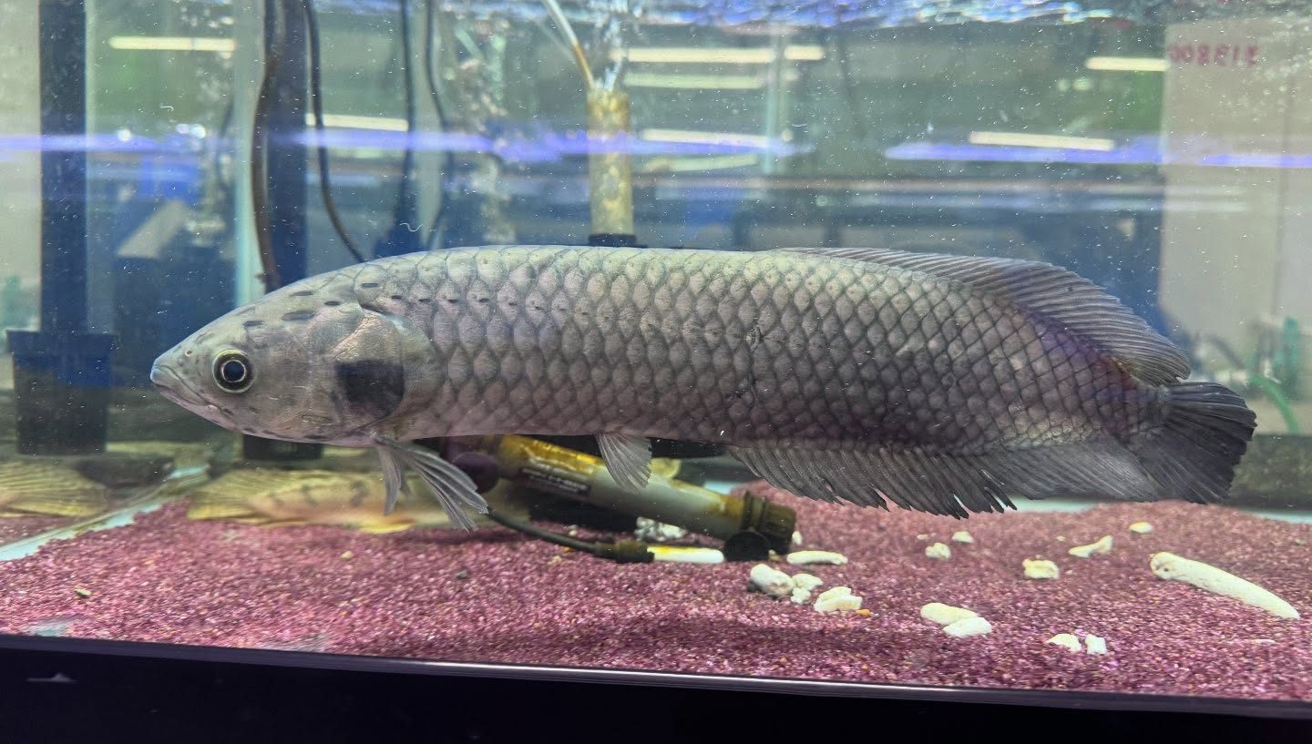 ヘテロティス ナイジェリア産