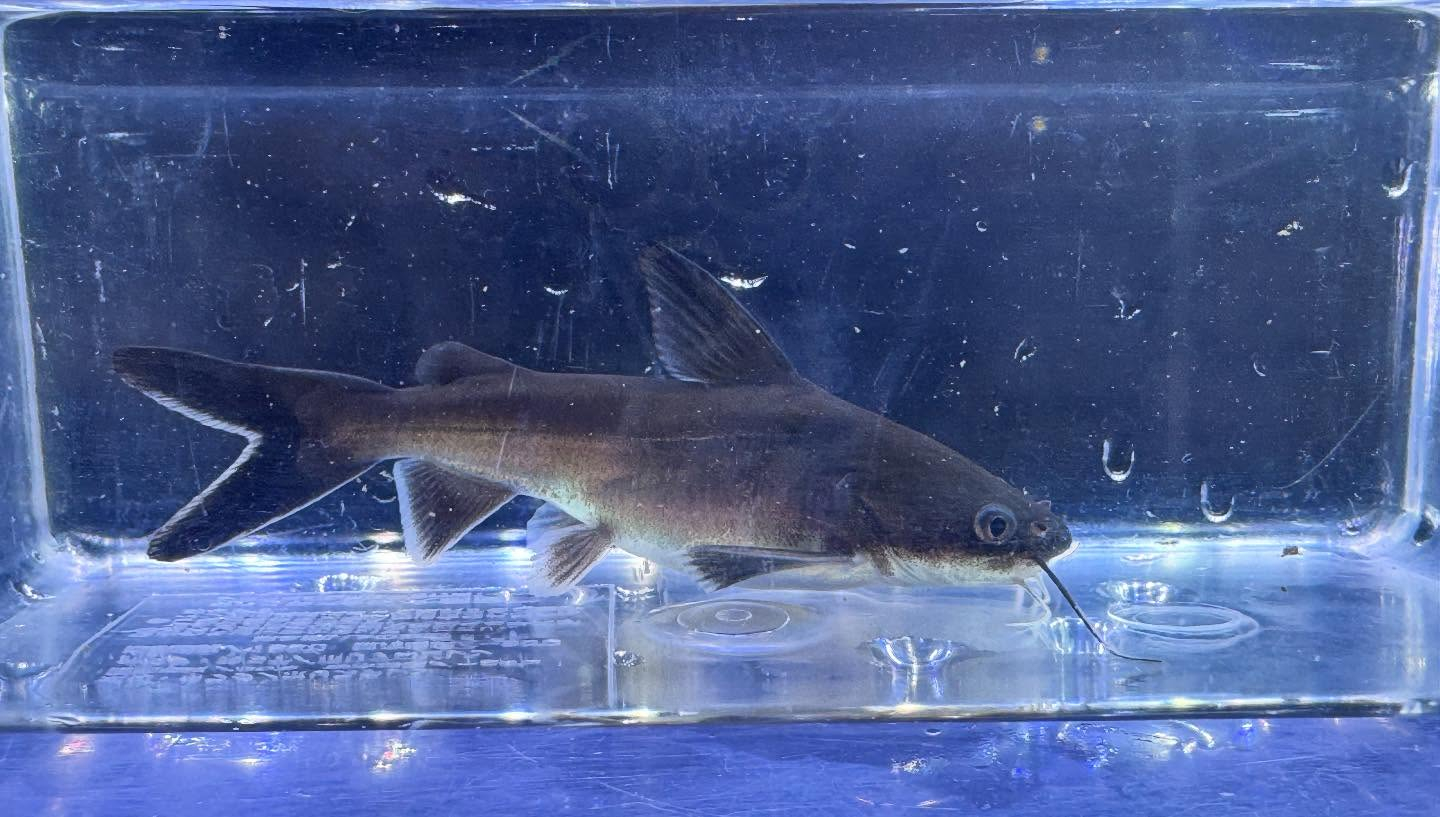 パプアンサーモンキャット