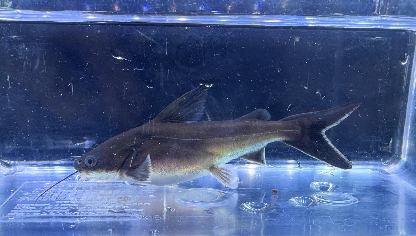 パプアンサーモンキャット