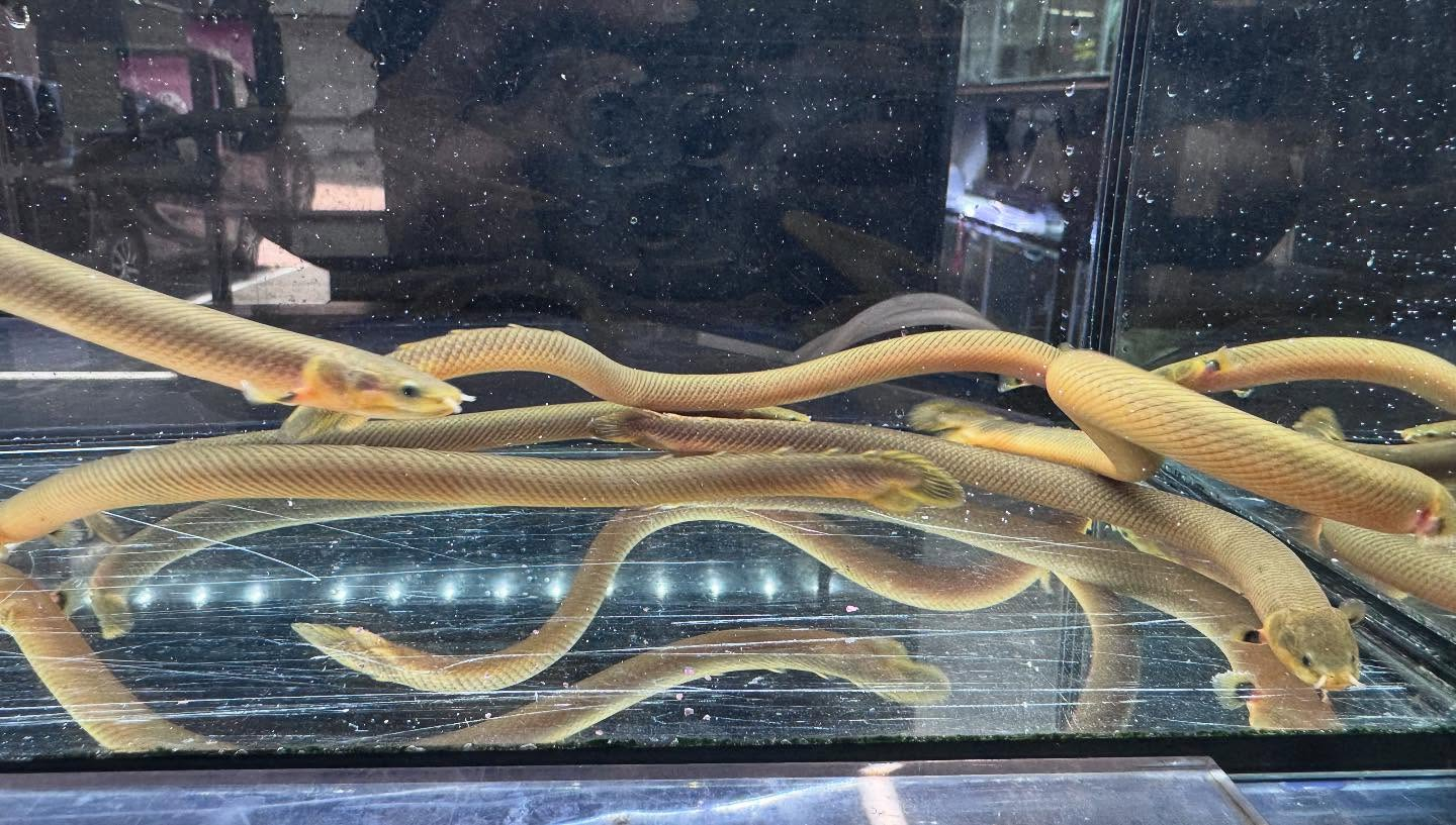 aquastyleg.base.shop/items/109...