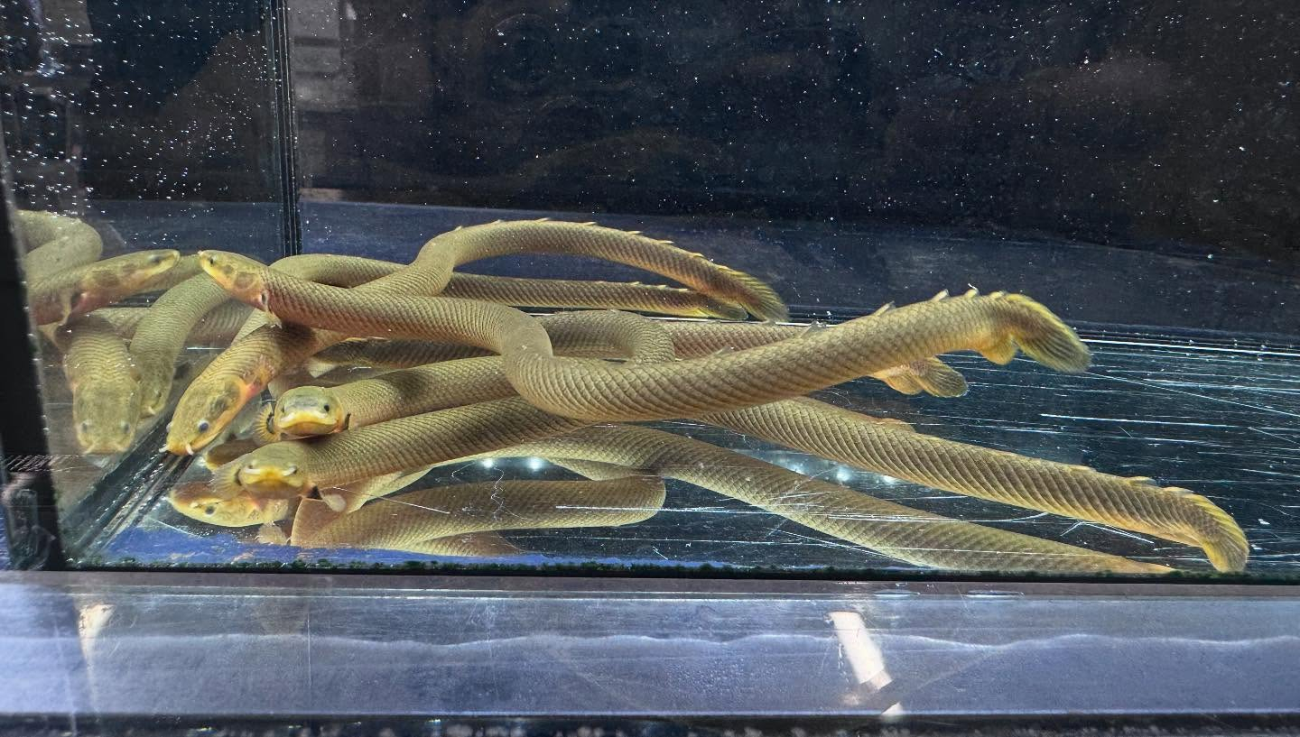 aquastyleg.base.shop/items/109...