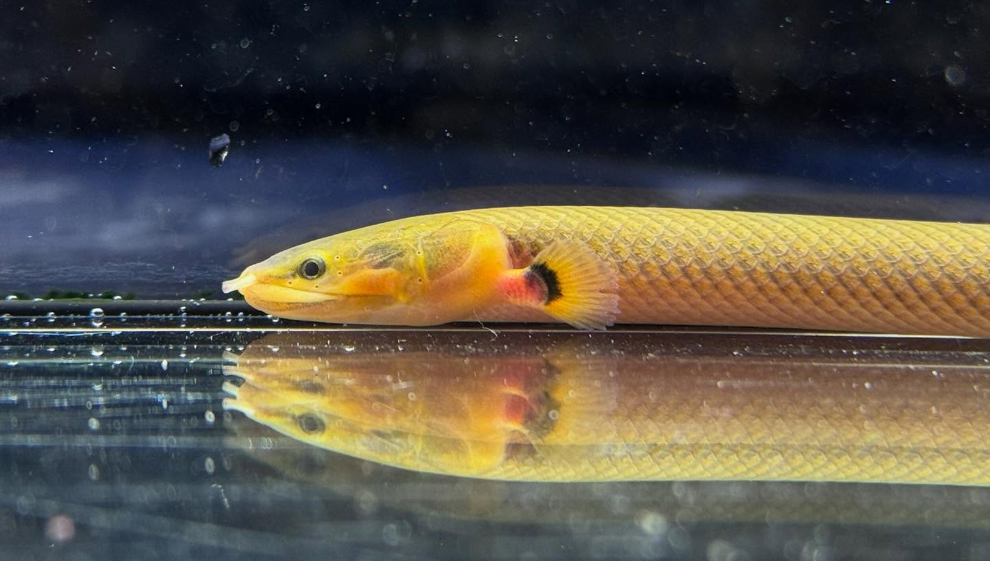 aquastyleg.base.shop/items/109...