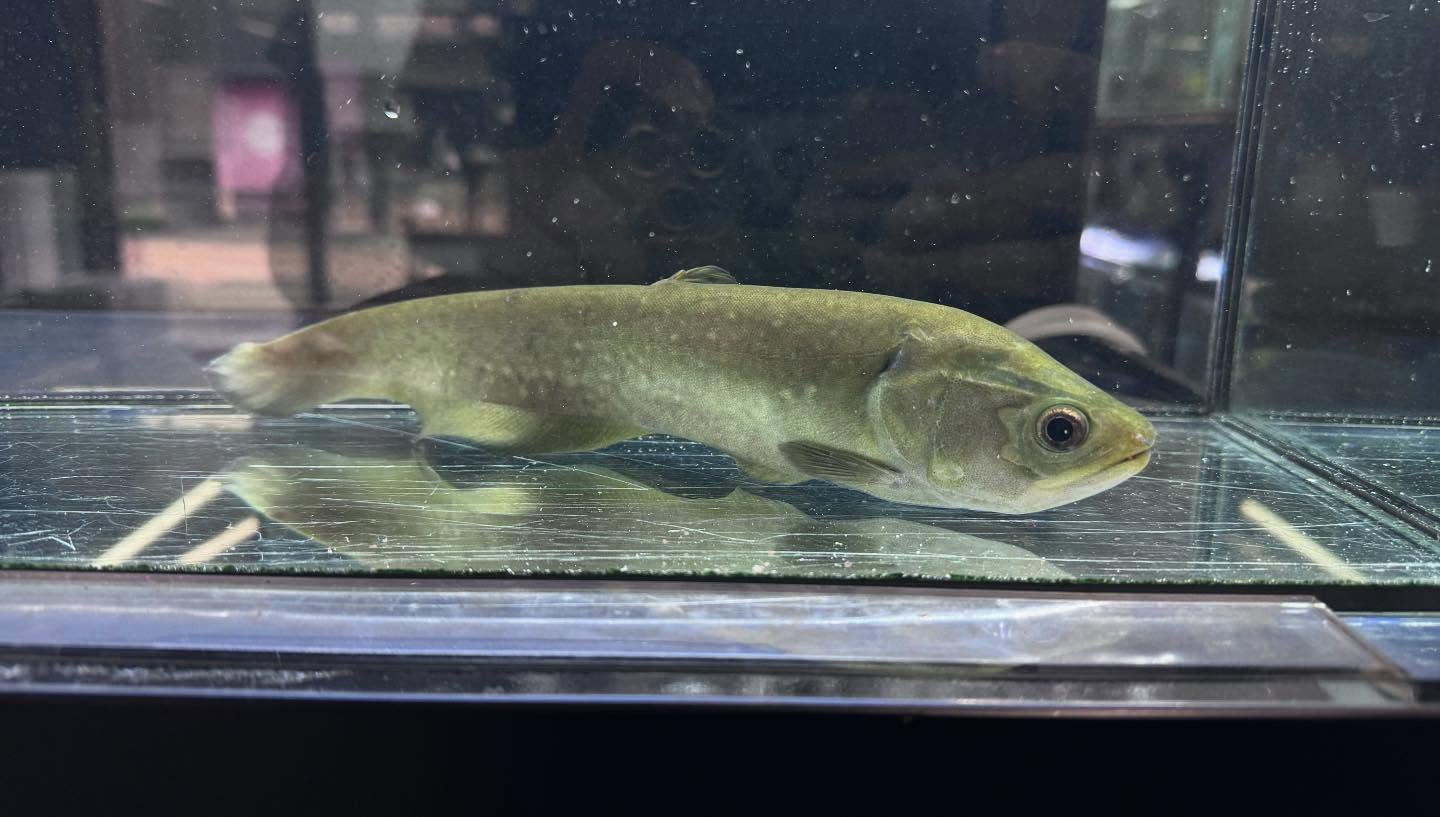 aquastyleg.base.shop/items/109...