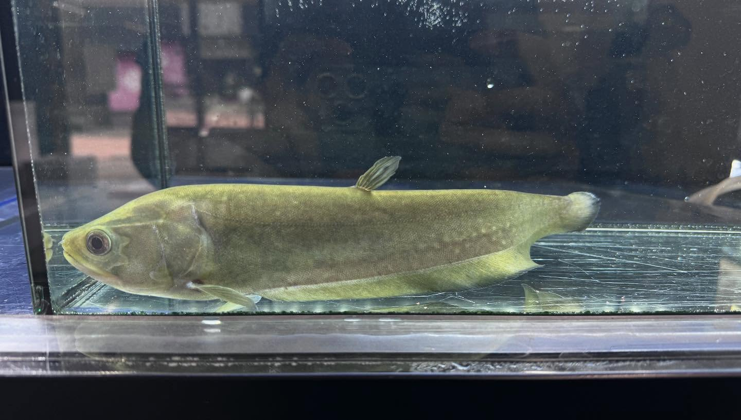 aquastyleg.base.shop/items/109...