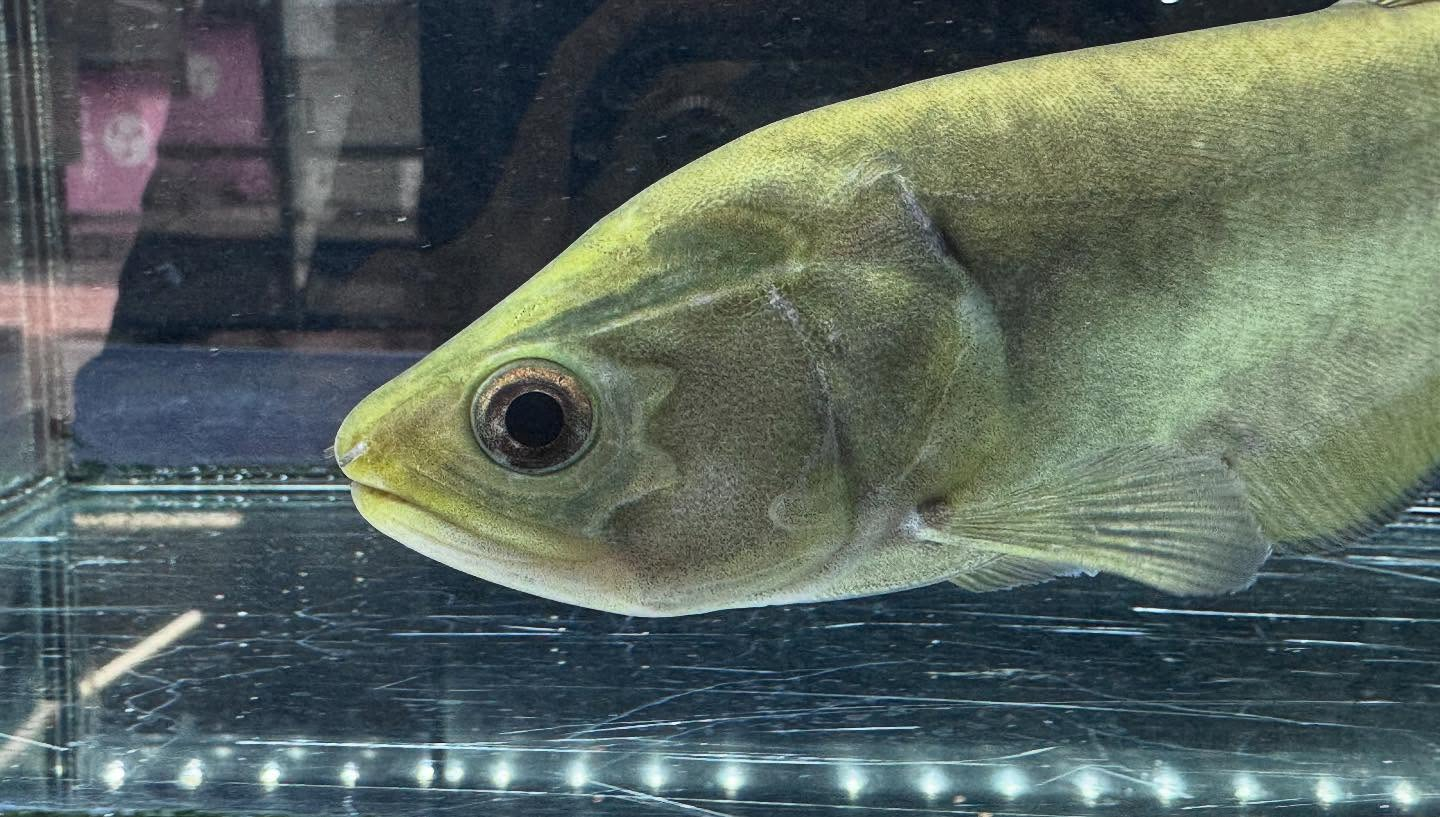 aquastyleg.base.shop/items/109...