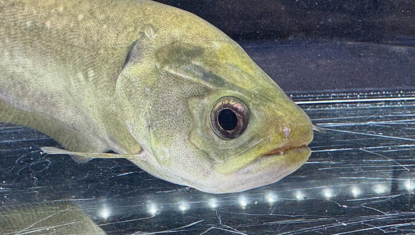 aquastyleg.base.shop/items/109...