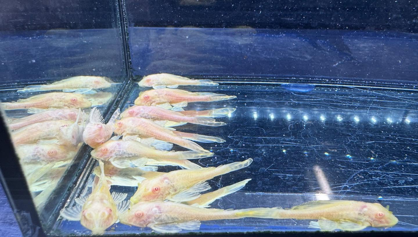 aquastyleg.base.shop/items/109...