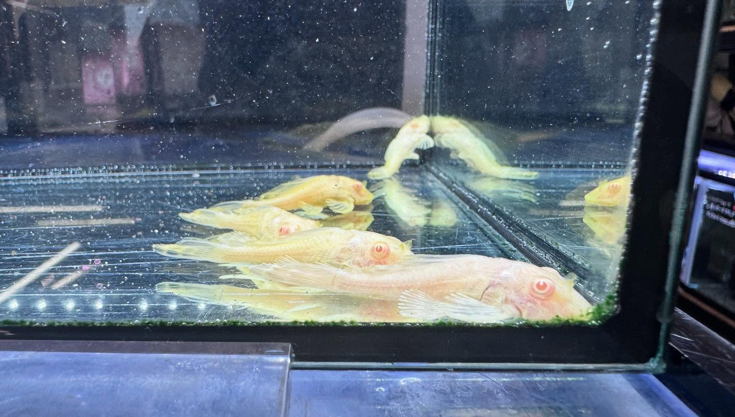 aquastyleg.base.shop/items/109...