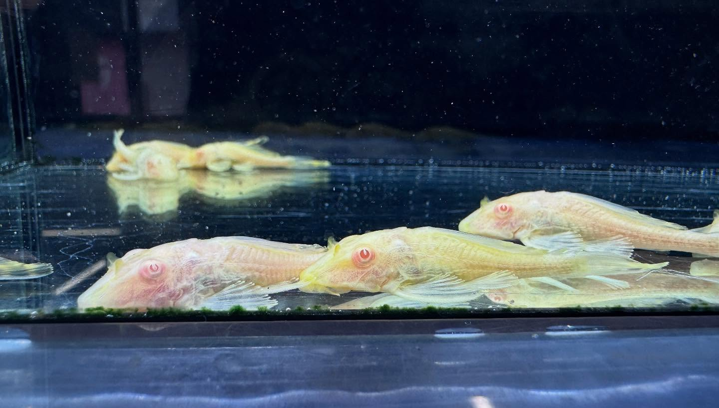 aquastyleg.base.shop/items/109...