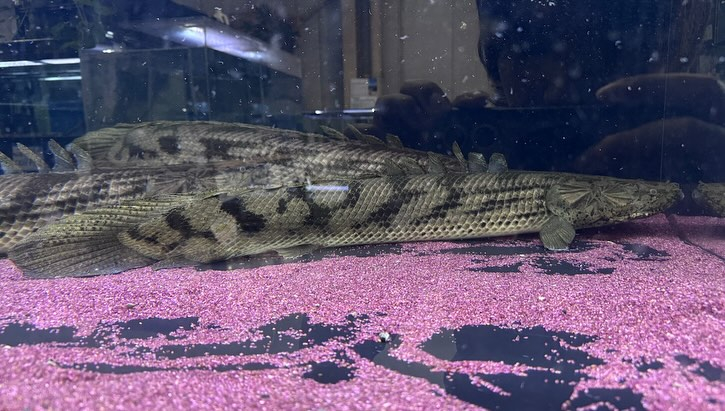 aquastyleg.base.shop/items/107...